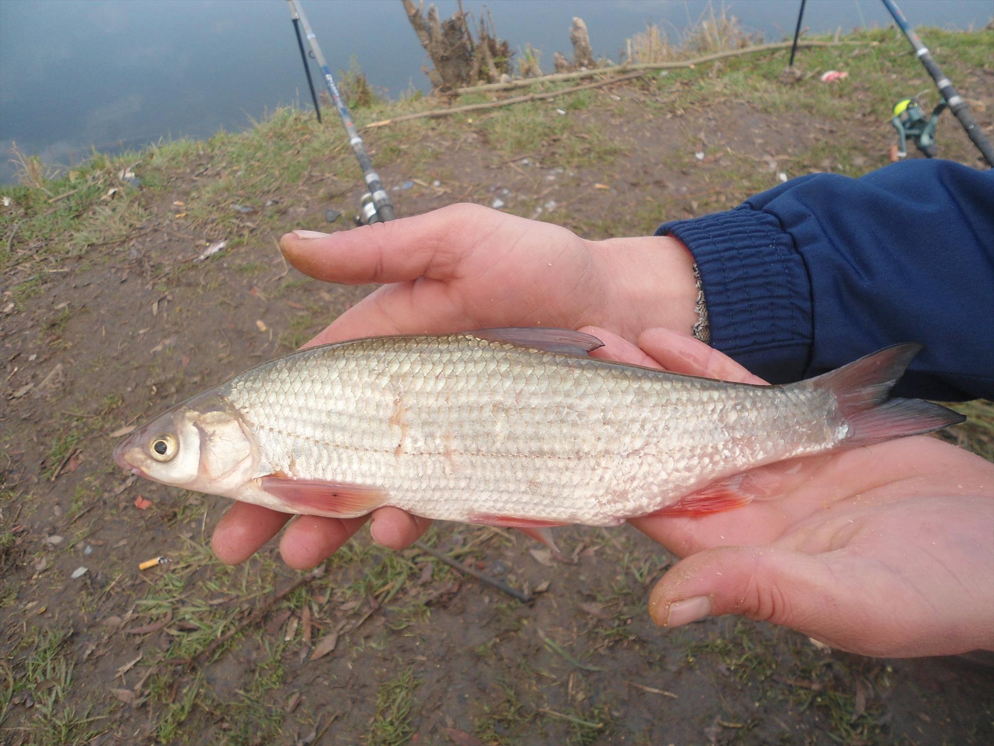 pe olt - dsc02966.JPG